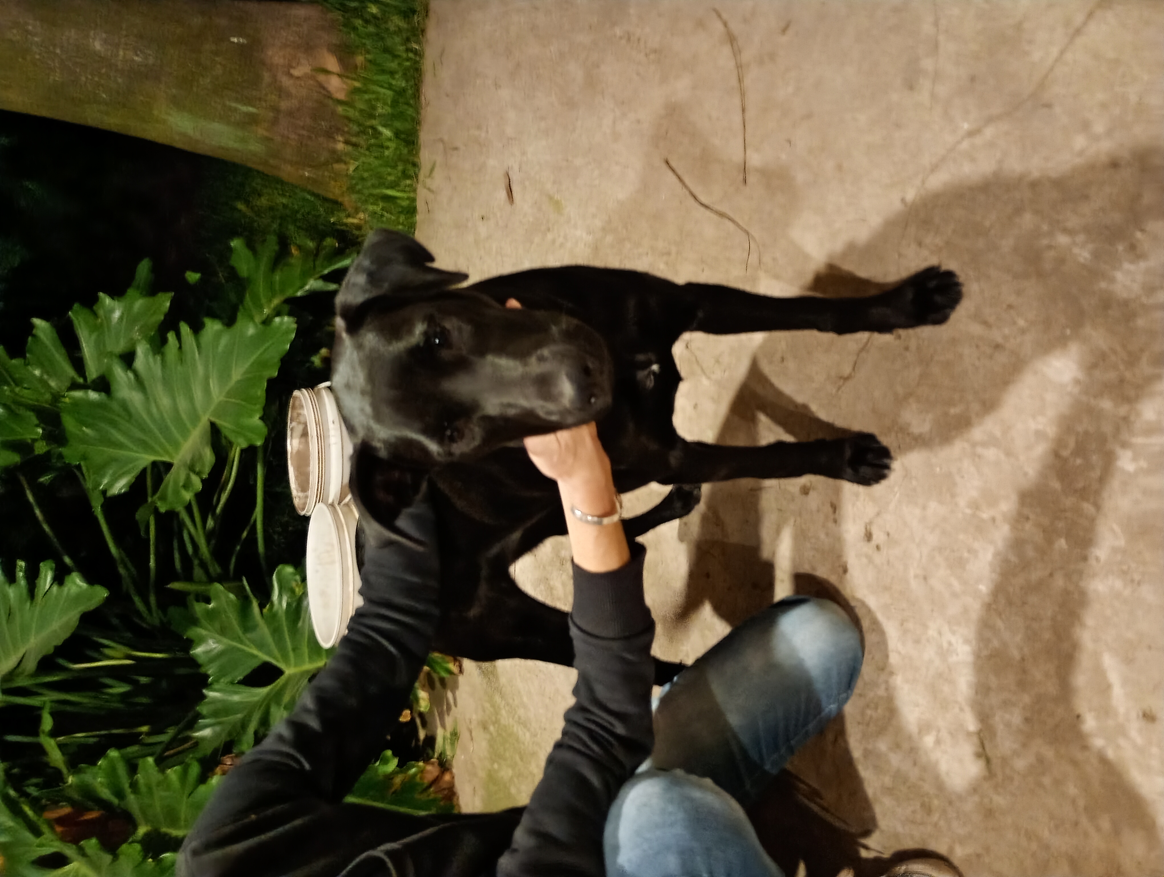 Perro Sin identificar