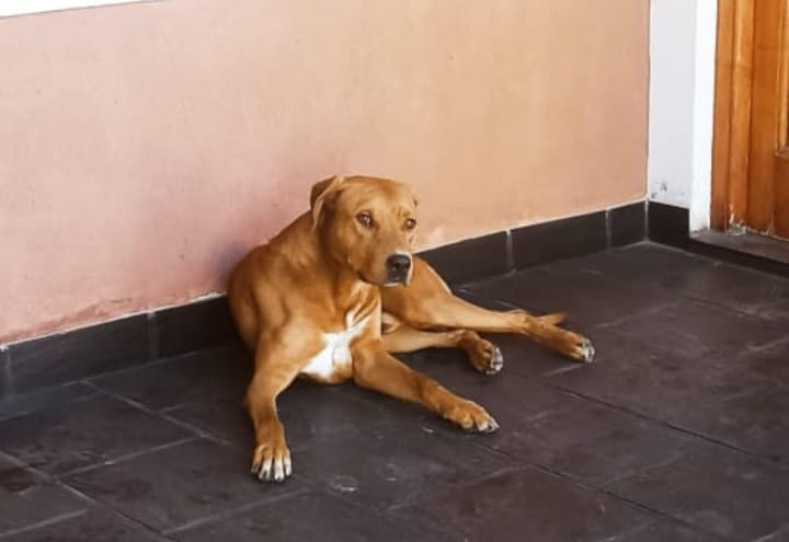 Perro Sin identificar