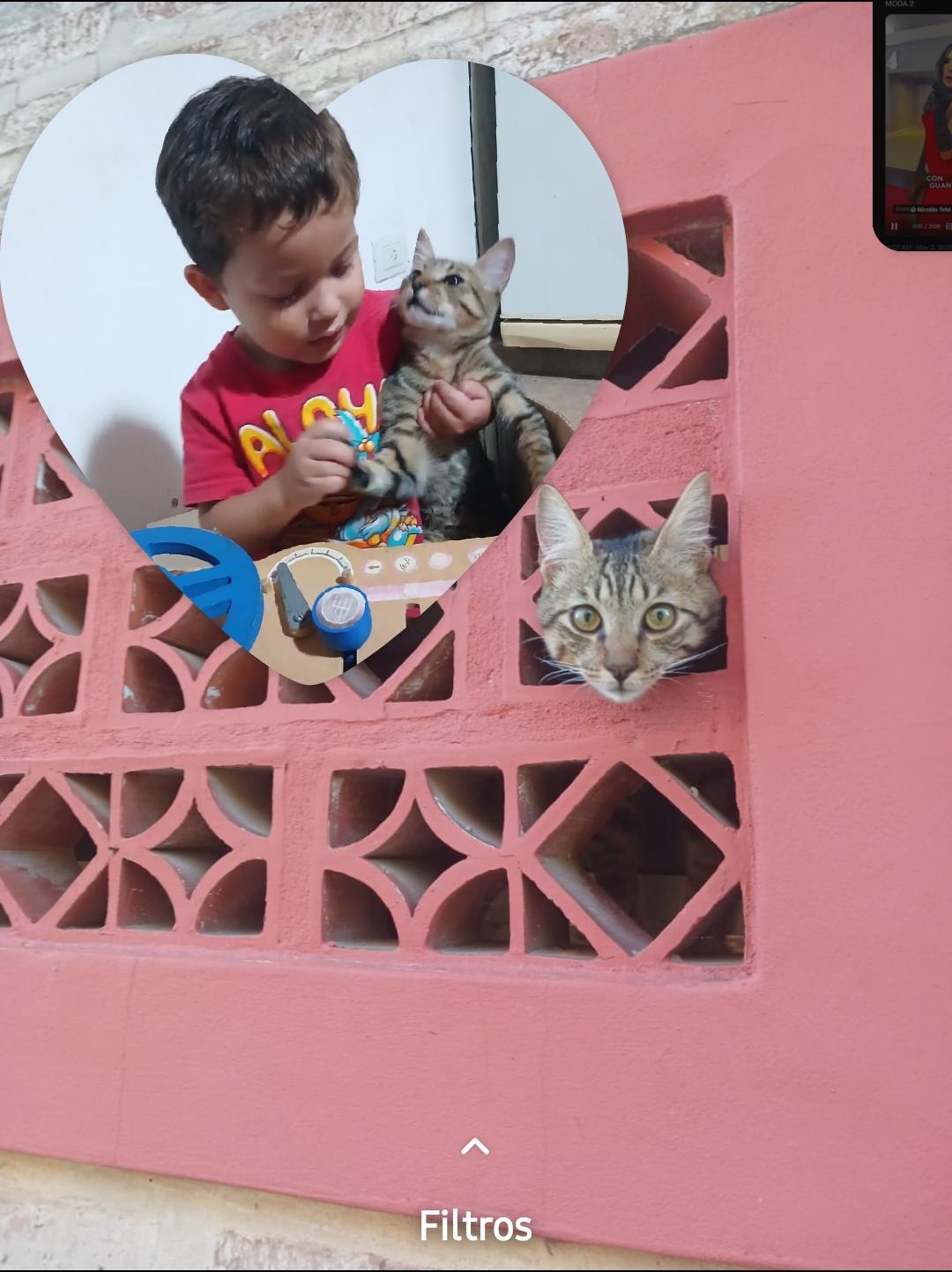Gato Pancho