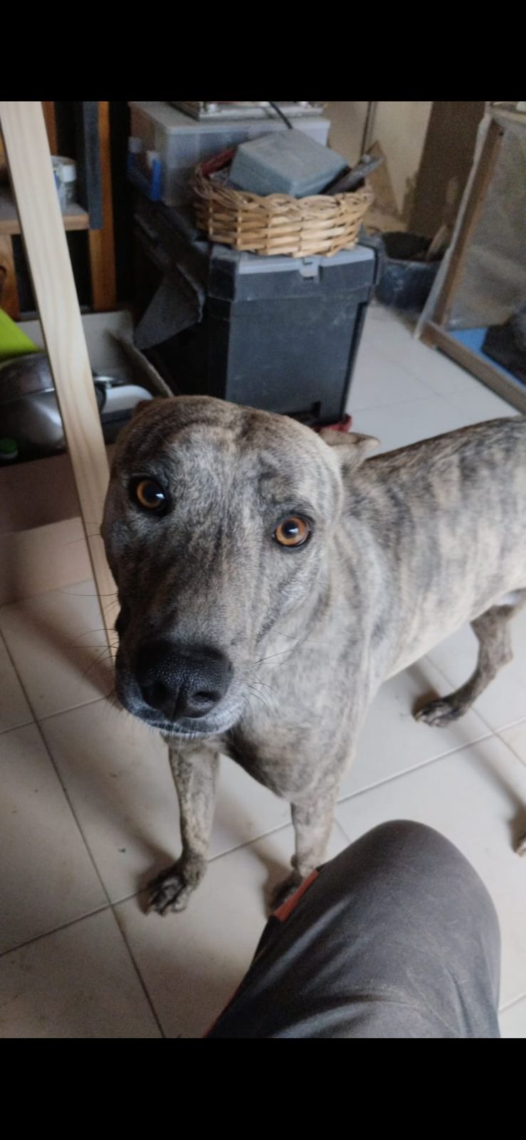 Perro koy