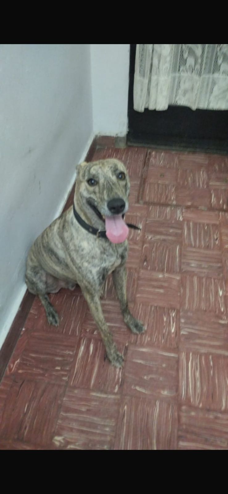 Foto del caso koy