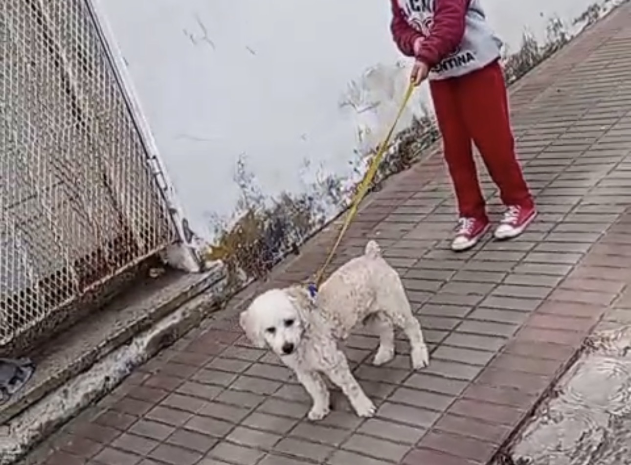 Perro Coco