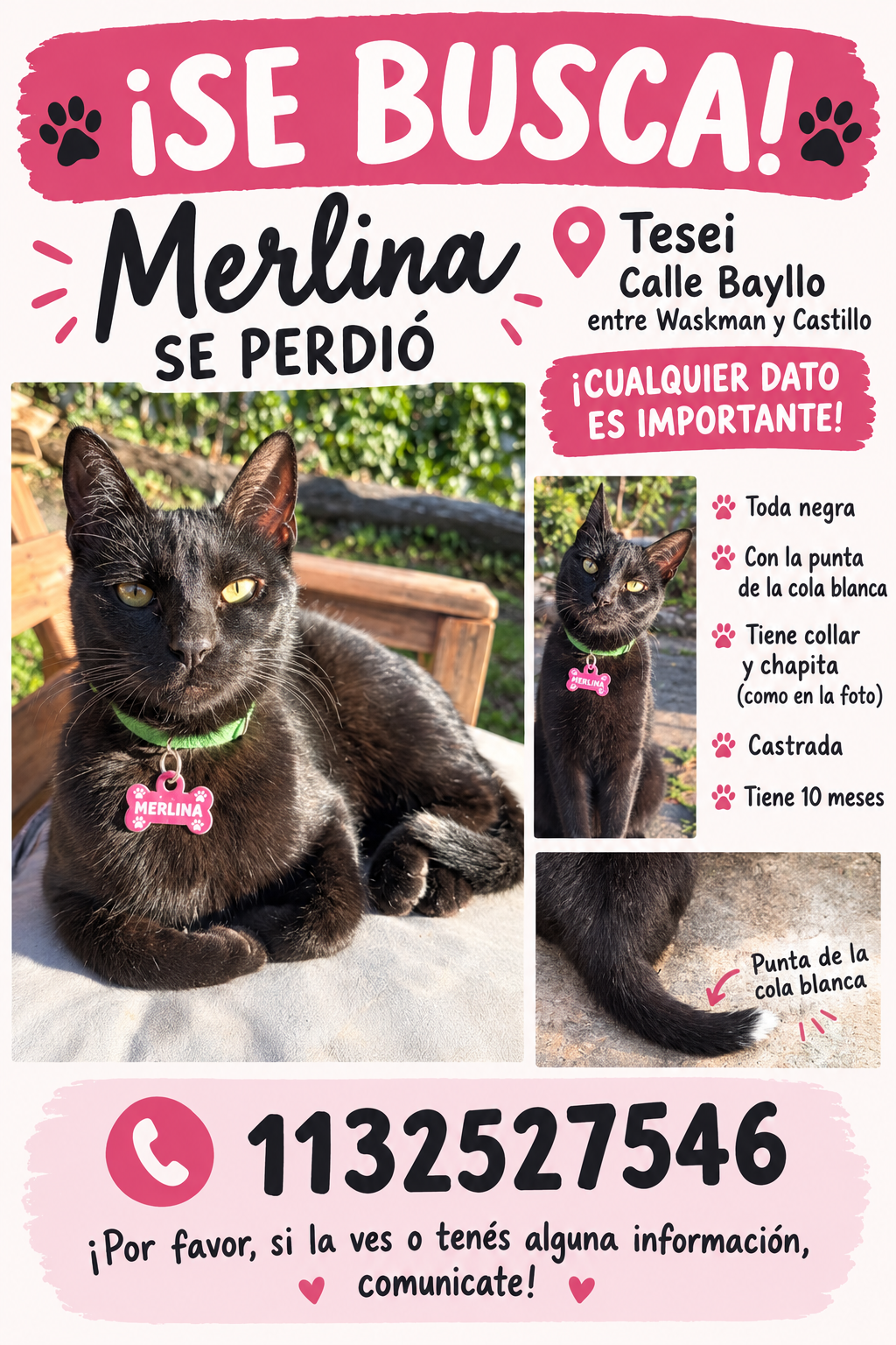 Gato Merlina